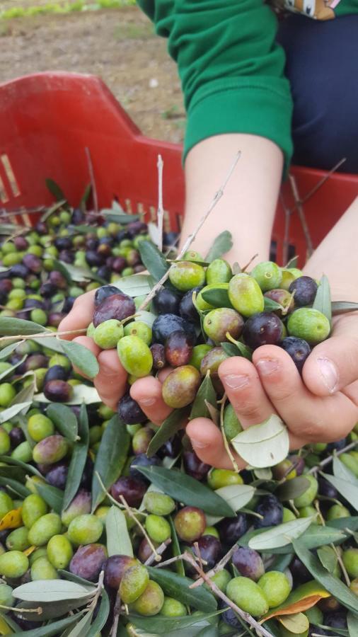 Agriturismo La Ginestrella Civitella D'Arna Eksteriør bilde