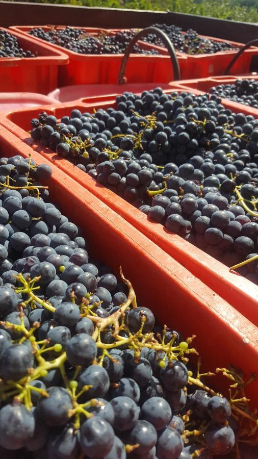 Agriturismo La Ginestrella Civitella D'Arna Eksteriør bilde