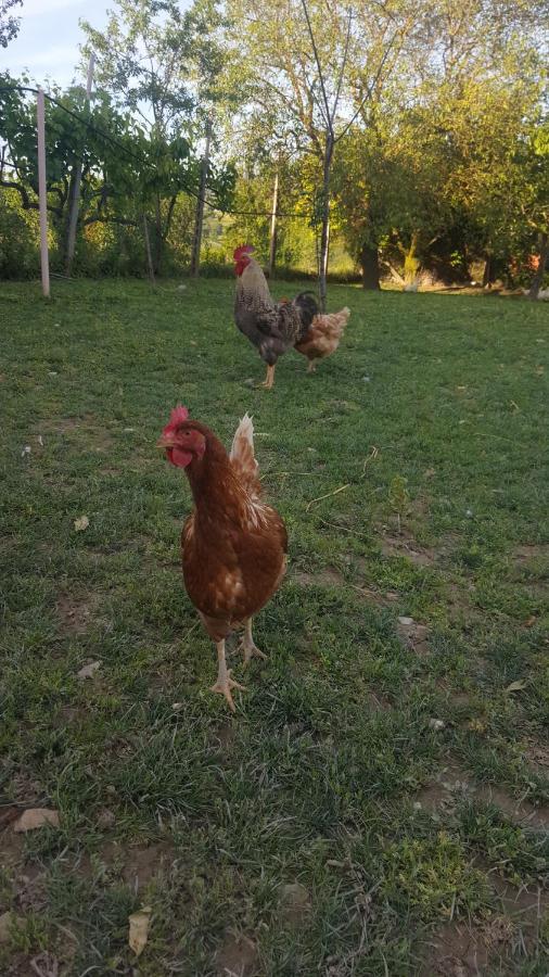 Agriturismo La Ginestrella Civitella D'Arna Eksteriør bilde